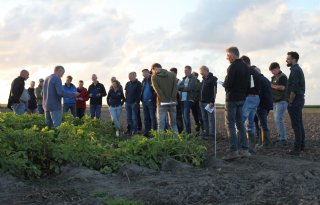SMK roept keten op tot samenwerking tegen phytophthora