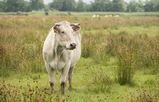 Vleesveehouderij heeft een duurzaam profiel, maar is lastig te financieren
