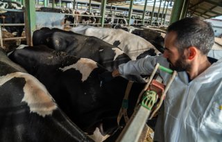 Vijf uitbraken Lumpy Skin Disease Spanje, vaccineren gestart