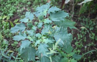 Aanpak doornappel is enorme meerjarige klus