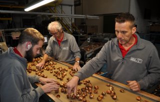 'Explosie fusarium komt vanuit de bollen'