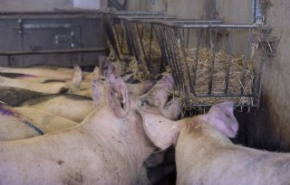 Varken wil leven lang worden uitgedaagd