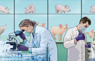 Eerste succesvolle transplantatie van varkenslever bij mens in China