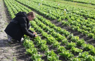 IJsbergsla telen zonder bladluis lijkt utopie