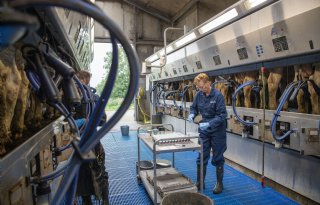 Vet- en eiwitgehalte in melk stijgen, productie en levensduur van koeien stabiel