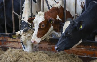 Nieuwe stoppersregeling biedt hogere vergoeding aan boeren bij Natura 2000