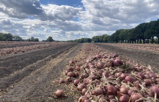 Prijs rode uien keldert in aflandpool PPA