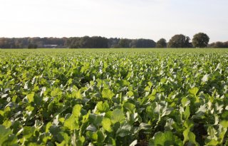 Nieuwe toolkit spoort wortelknobbelaaltjes vroeg op