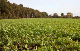 Vanggewas op veel zand- en lössgronden duidelijk te zien