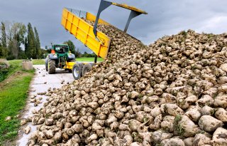 Suikeropbrengst groeit door naar 15,7 ton per hectare