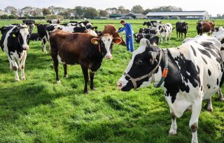 Raad voor Dieraangelegenheden richt zich in 2026 op fokkerij