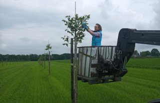 Familie Aarts combineert melkvee met walnoten
