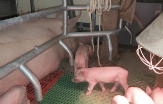 NVWA: hokverrijking en alarmplan varkensbedrijf vaak niet in orde