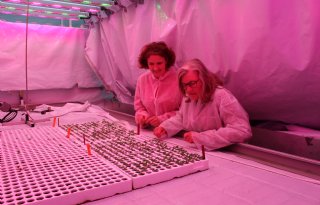 'Aardbeienteelt zonder chemie komt dichtbij'