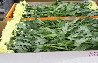 Nieuw digitaal handelsplatform biedt alternatief voor siertelers