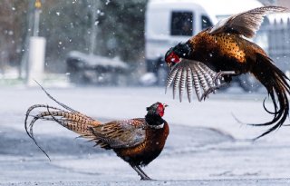 Vogelgriep bij fazantenhouderij in Toldijk
