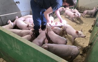 Voortdurend innoveren staat centraal bij Vlaamse Varkenscampus