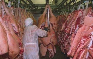 Nederlandse varkensnoteringen dalen na Afrikaanse varkenspest in Spanje