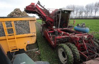 Goede start van witlofoogst bij Zeeuwse pennenteler