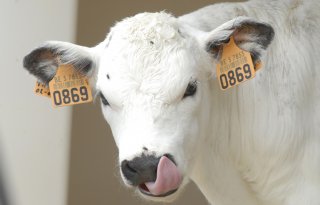Ammoniak- en antibioticareductie tarten Belgische kalversector