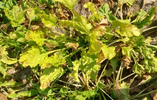 Is de suikerbietenveredeling alert op SBR?