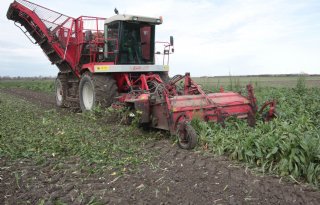 Na regen prima omstandigheden voor cichoreioogst