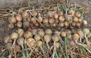 Rassenkeuze uien wordt sterk beïnvloed door verwerkers