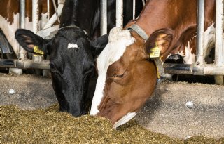 Emissiereductie kost melkveehouder minimaal 2,50 euro per 100 kilo melk