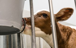 Het devies van rundveehouder Lemaire: eerste biest helemaal opmaken