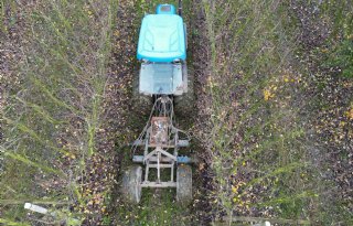 Wortelsnijden maakt perenbomen vruchtbaarder