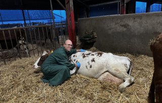 Bedreigt Bovaer Deense koeien en boeren?