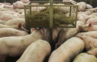 Met Beter Leven hebben varkenshouders een modaal inkomen extra