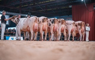 Ivf-embryo's zorgen voor genetische vooruitgang in de melkveehouderij