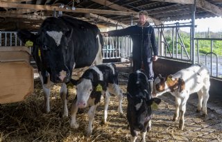 'Tussen pleegkoe en kalveren is een enorme interactie'