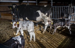 Kalf bij koe goed voor welzijn, maar meer onderzoek is nodig