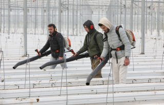 Paprikateler maakt met enorme stofzuiger en bladblazers kas klaar voor nieuw teeltjaar