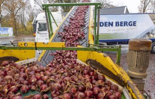 Nog veel uien vrij beschikbaar