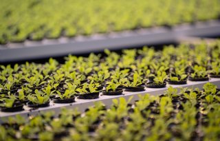 Alleen voertuigen Jongerius vandaag onder de hamer