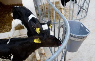 Sneller samenzijn maakt kalveren socialer