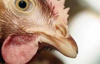 Aantal vogelgriepuitbraken blijft stijgen, ook in buitenland