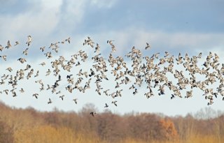 Noord-Holland maakt actief bestrijden van houtduivenschade weer mogelijk