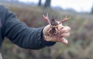 Delfland gaat op grote schaal Amerikaanse rivierkreeften vangen