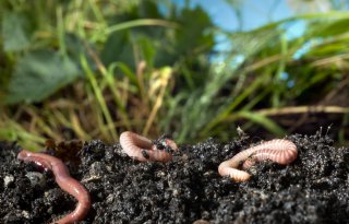 Bodemtop 2026: transitie niet top-down maar bodem-up