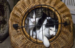 Eerste keer in Nederland kittens besmet met vogelgriep