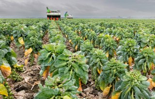 Veel spruiten van goede kwaliteit, maar prijzen vallen tegen
