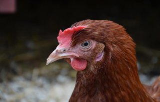 Resistente bacteriën in darm van dieren overleven lastig in de mens