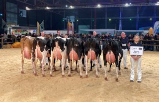 Jaffa domineert bij zwartbonte stieren