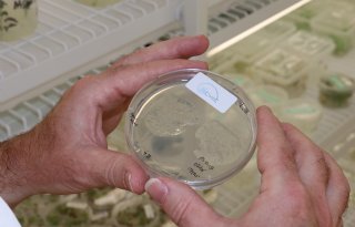 Toelating van nieuwe technieken in veredeling is stap dichterbij