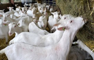 NGZO roept op tot zorgvuldige vervolgstappen na advies Gezondheidsraad