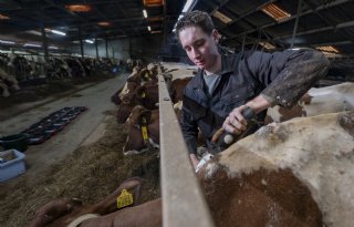 Koeien van Bert Slotman mogen de jas weer uit